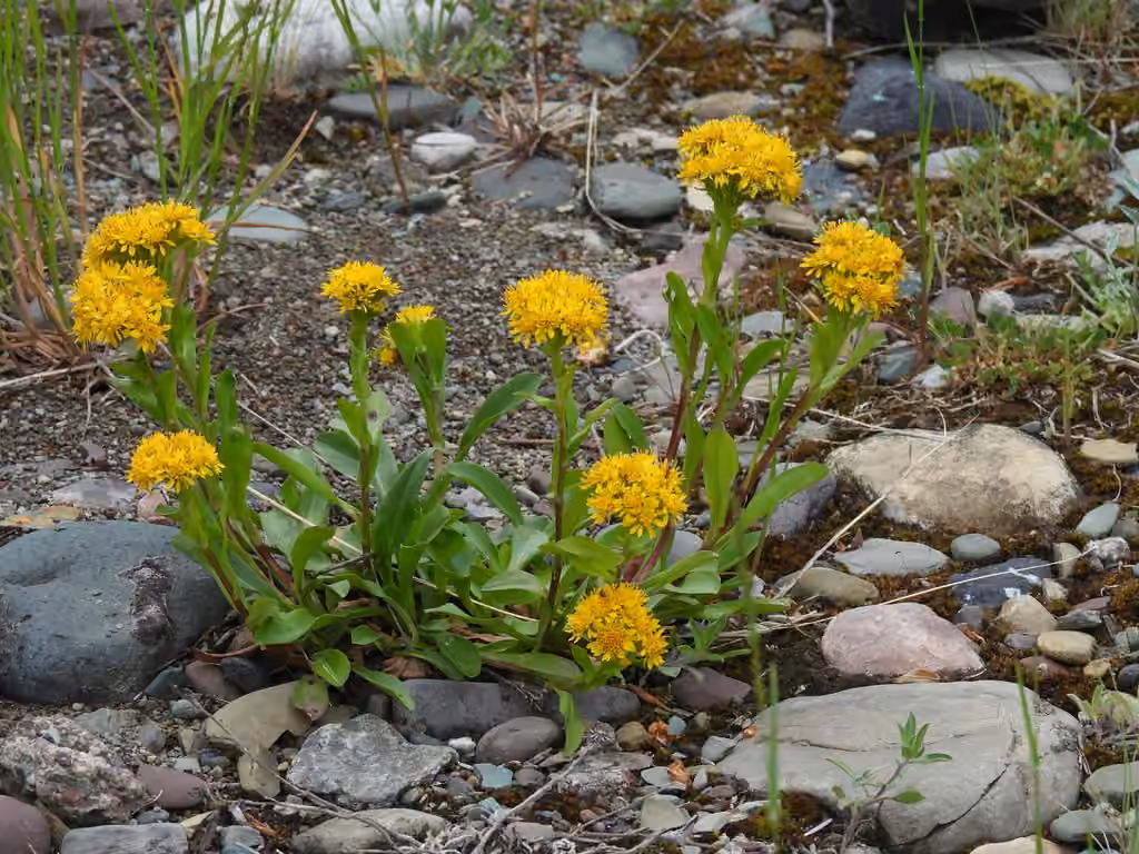 Rocky Mountain goldenrod, photo 1 of 5