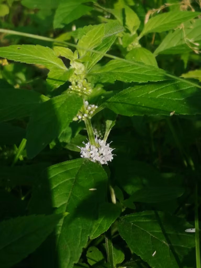 Menthe des champs, En boutons