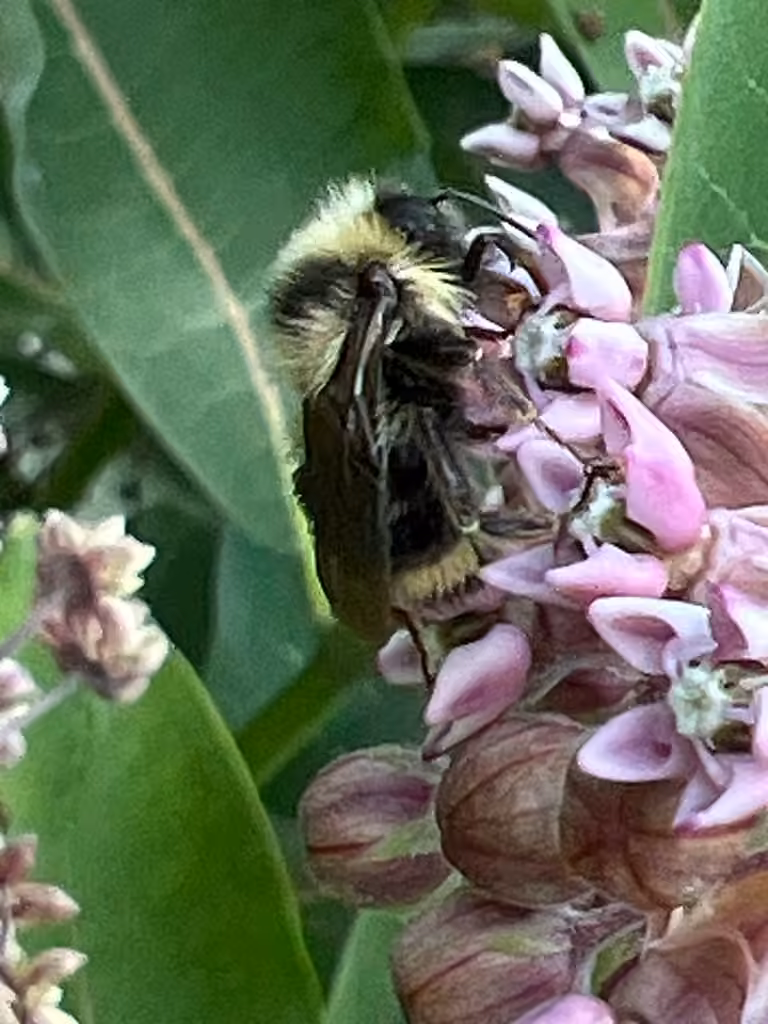 Bourdon doré, Mâle