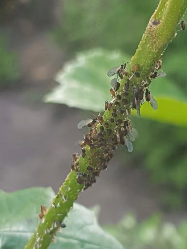 Viburnum aphid, photo 1 of 5