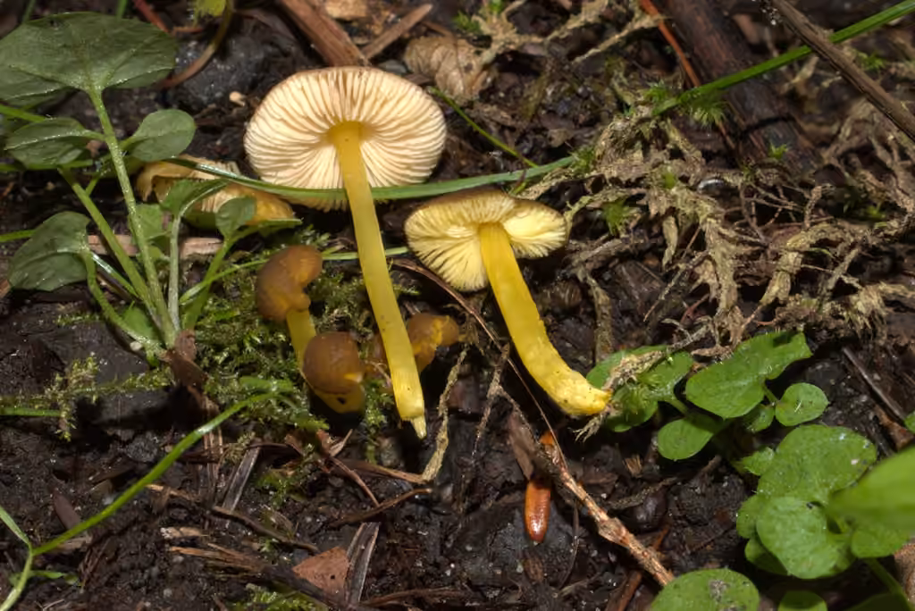 Pluteus vellingae, photo 3 of 5