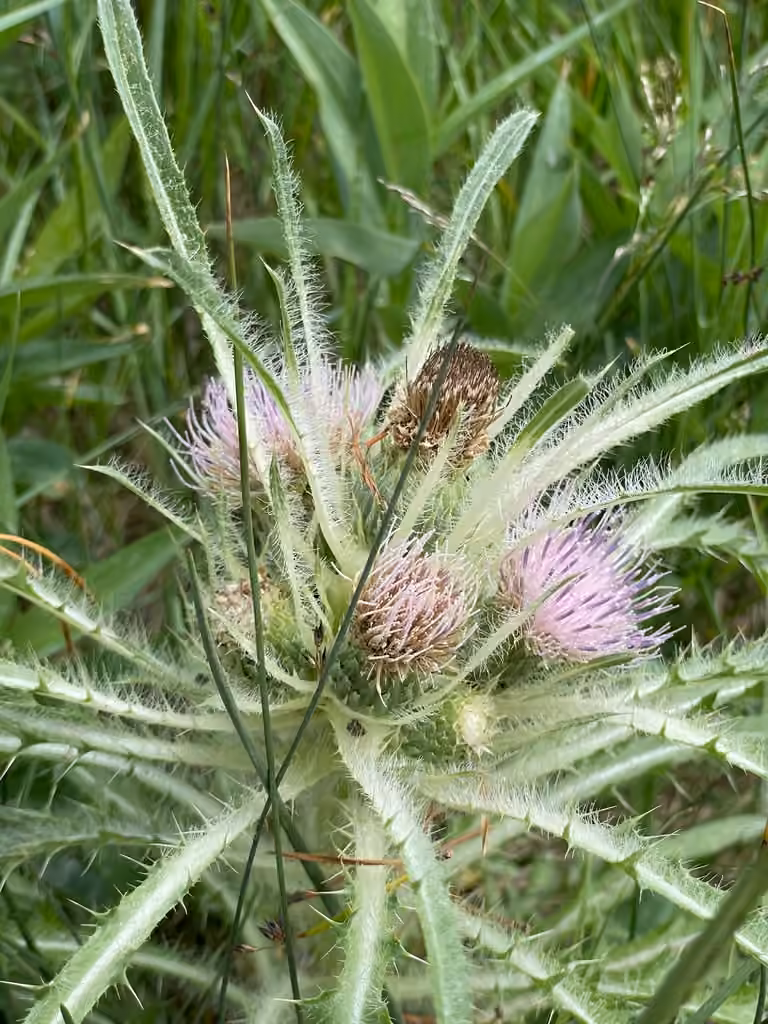 Meadow thistle, In flower