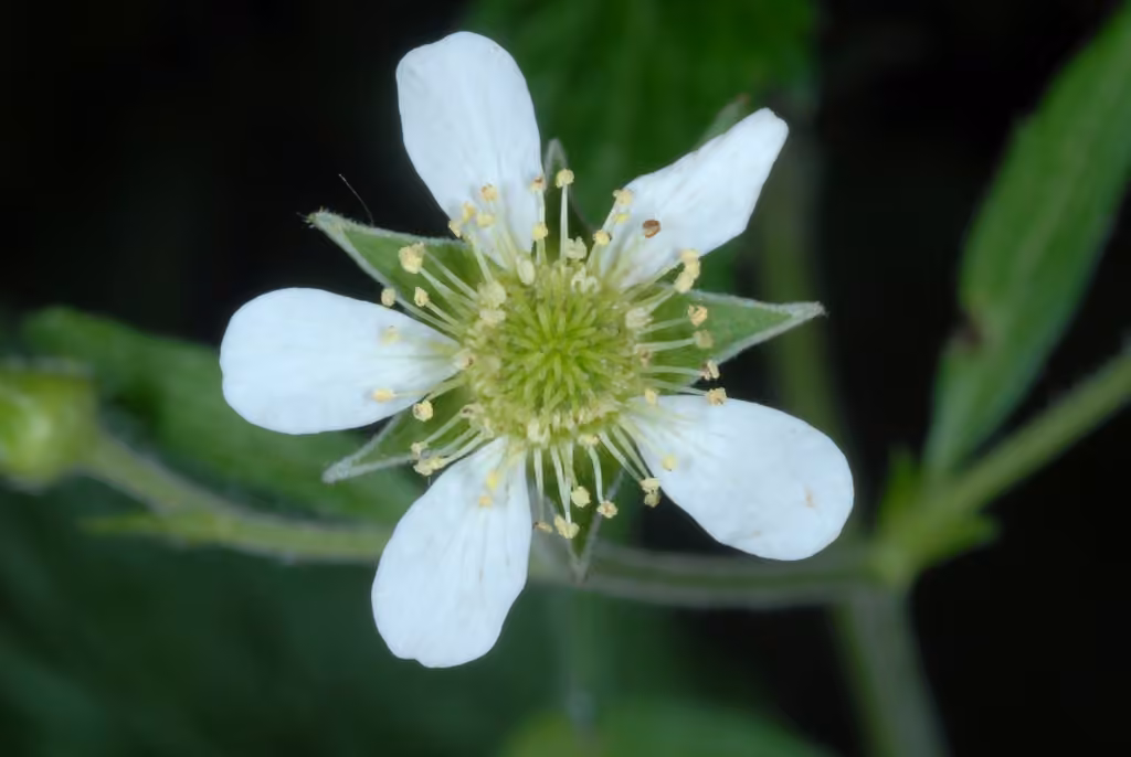 White avens