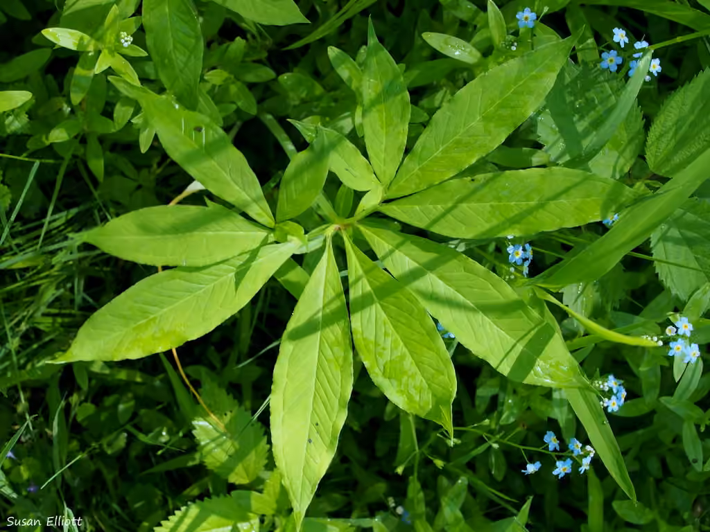 Green dragon