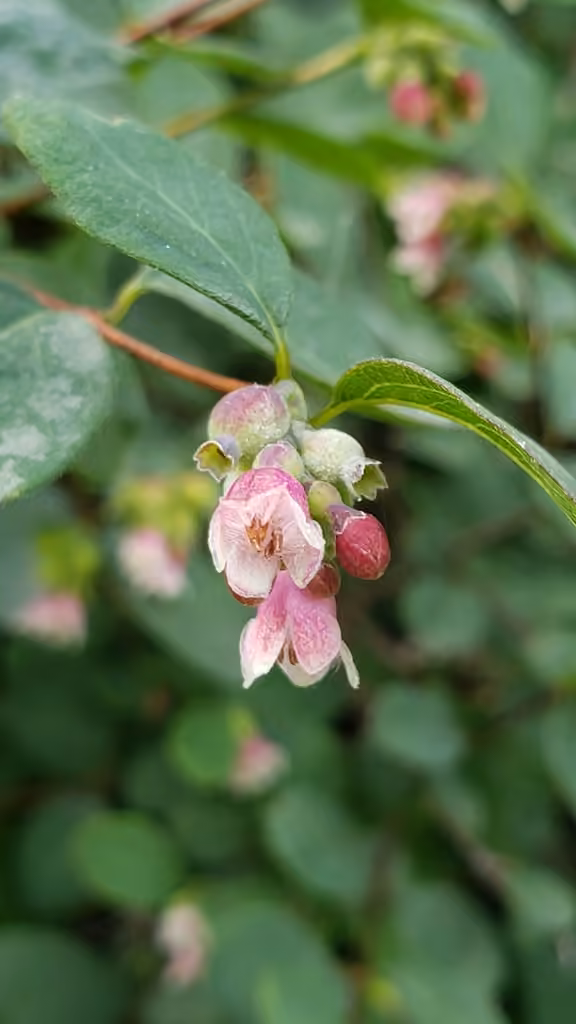 Common Snowberry, In flower