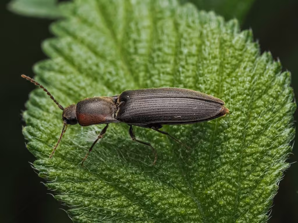 Dark Click Beetle, photo 3 of 5