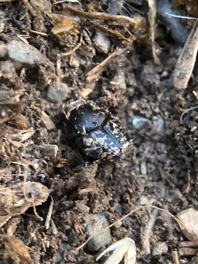 Petit bousier noir sans cornes, Femelle