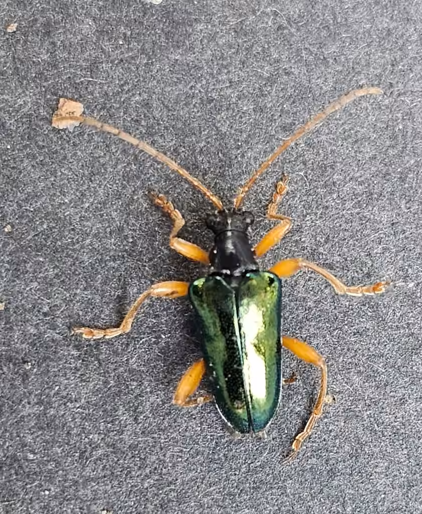 Cyan long-horned beetle, photo 2 of 5