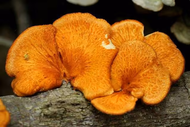Diamond polypore, photo 2 of 5
