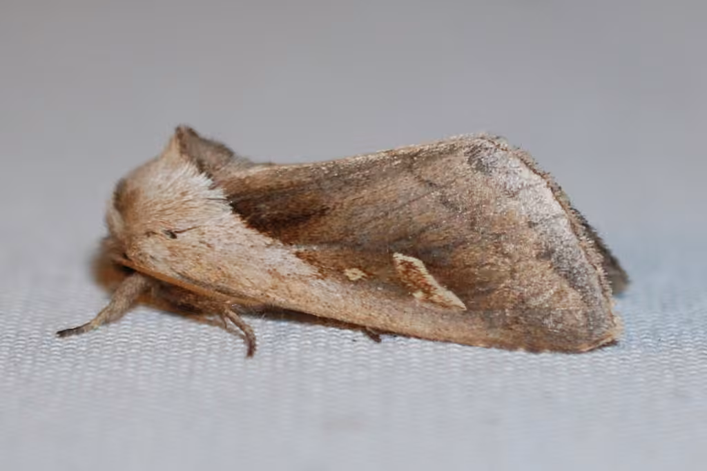Cattail Borer Moth, photo 1 of 5