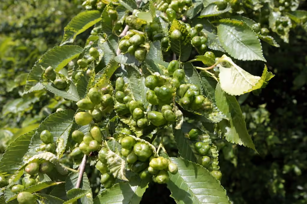 Elm Sack Gall Aphid, photo 1 of 5