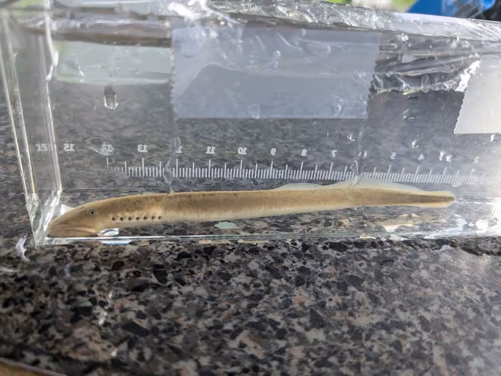 Chestnut Lamprey