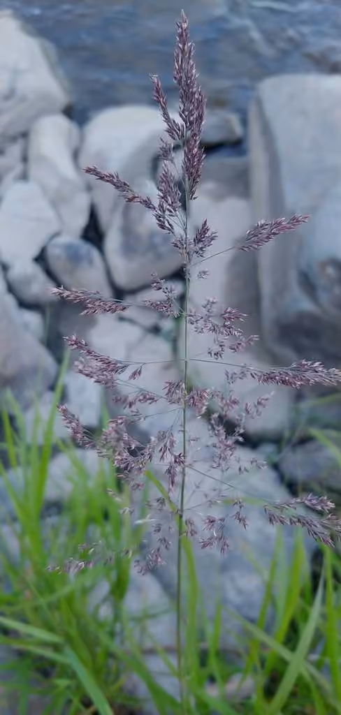 Calamagrostide du Canada, En fleurs