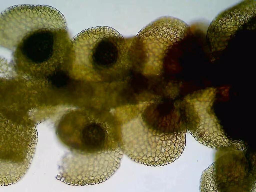 Austin’s scalewort, photo 2 of 5