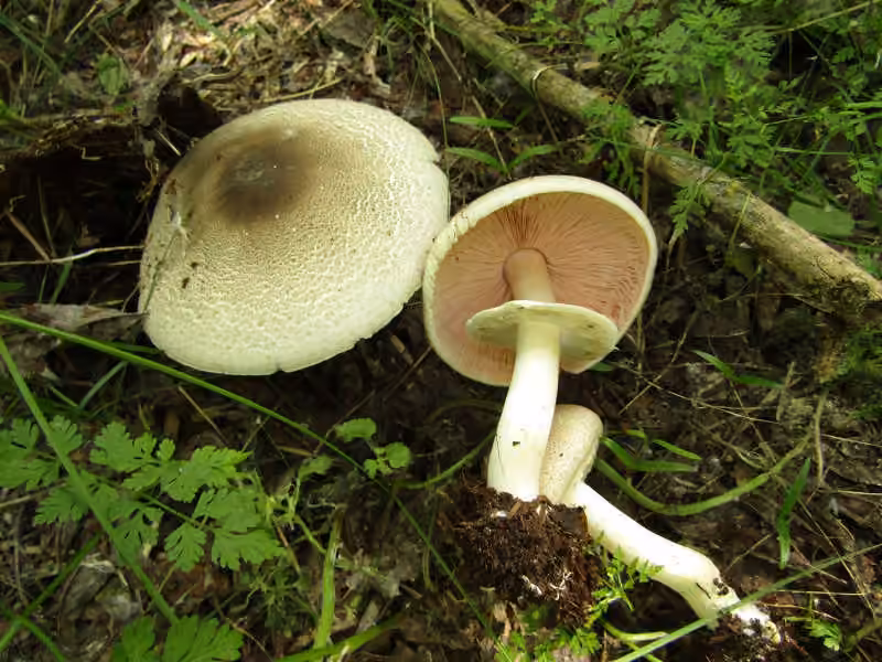 Inky Mushroom, photo 2 of 5