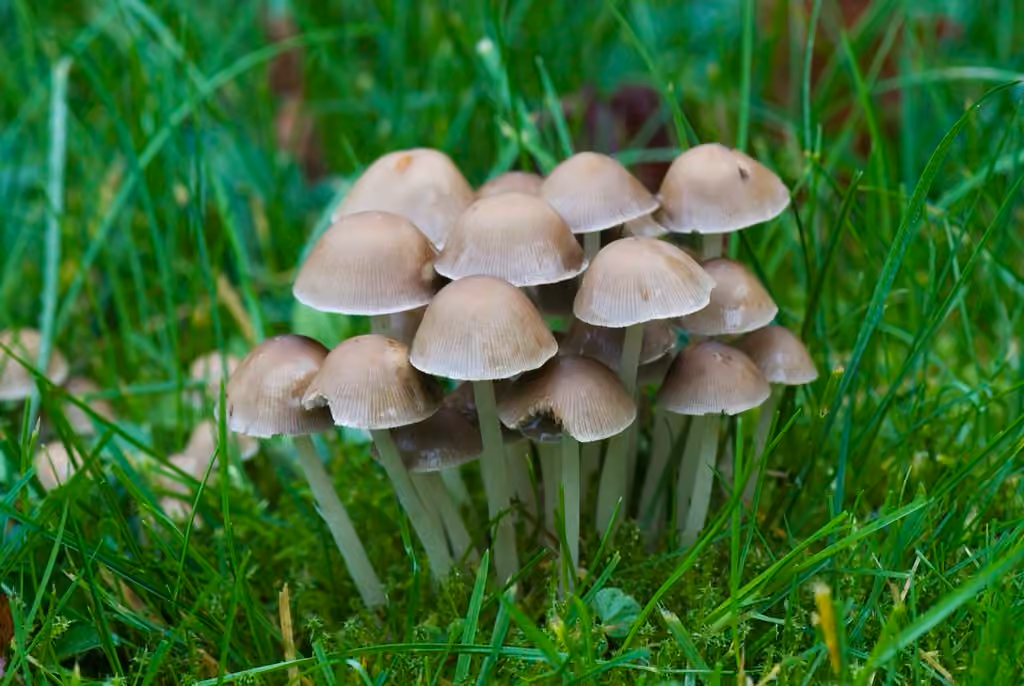 Psathyrelle cespiteuse, photo 3 sur 5