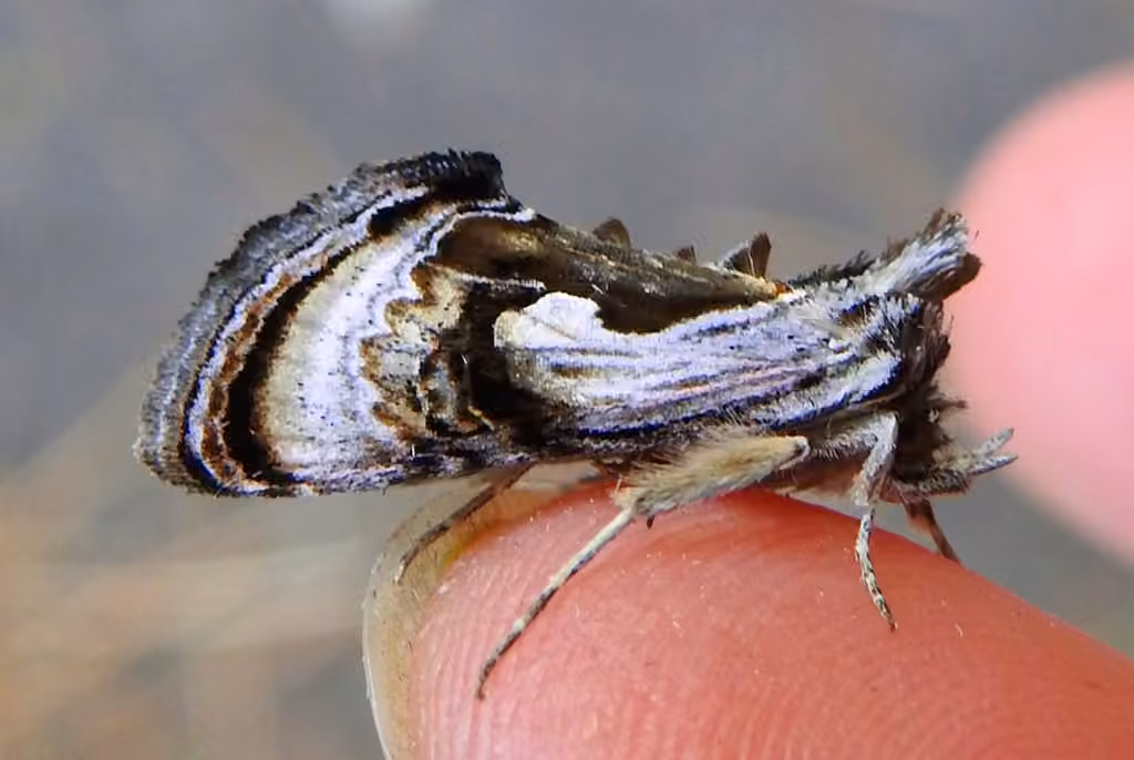 Formosa Looper Moth, Adult