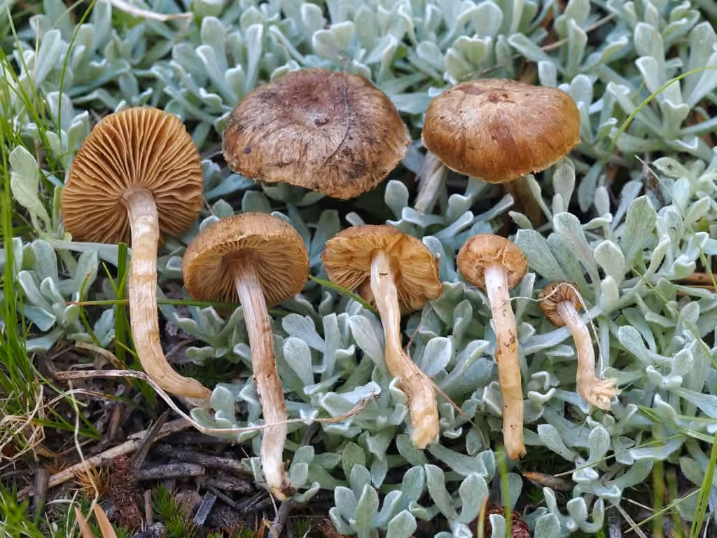Inocybe à pied brunissant