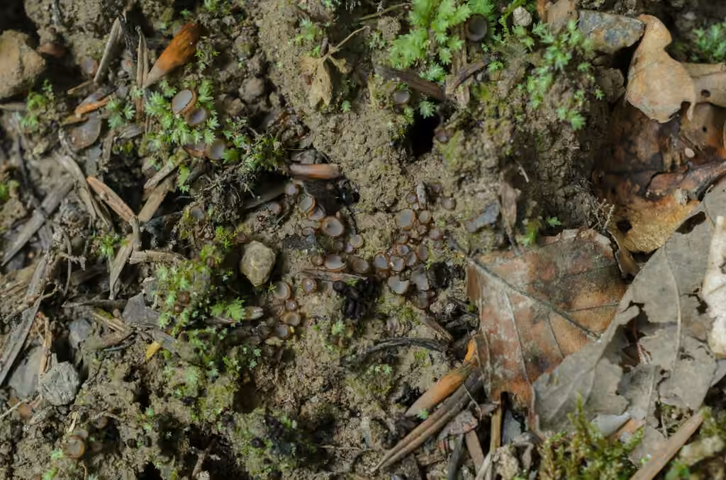 Wilcoxina gregaria, photo 3 sur 5