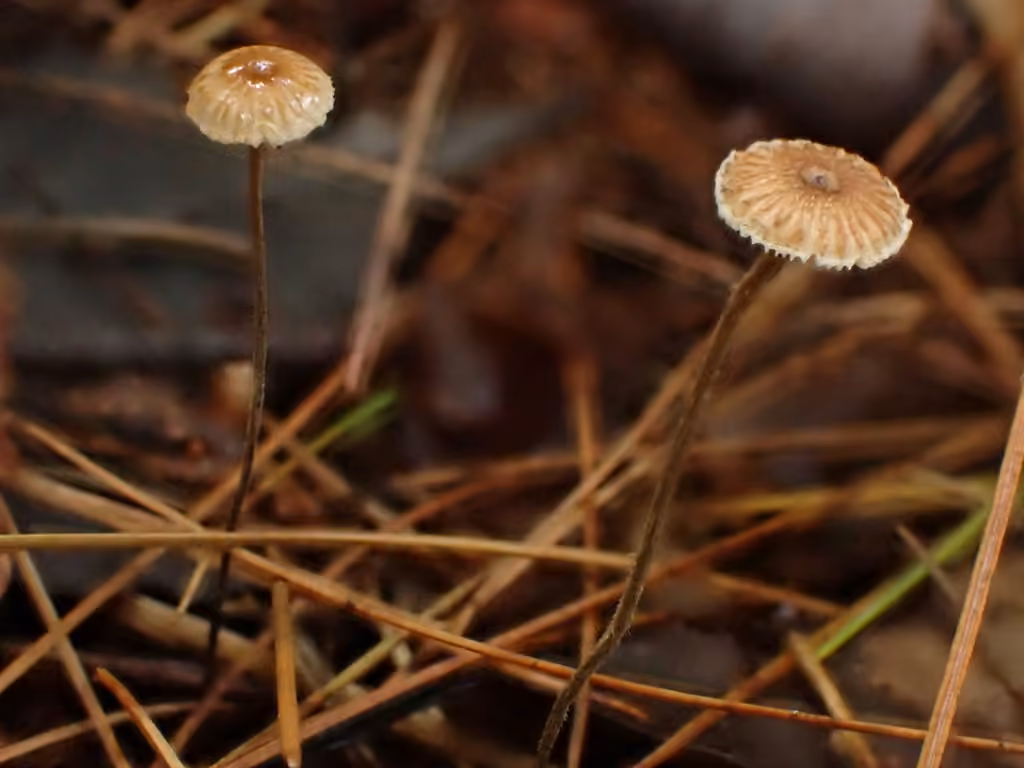 Crinipelle à pied sétacé