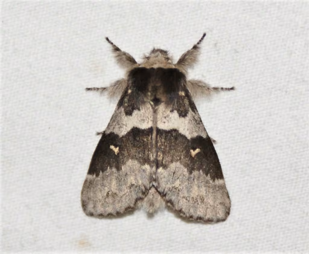 Four-spotted Gluphisia Moth, photo 3 of 5