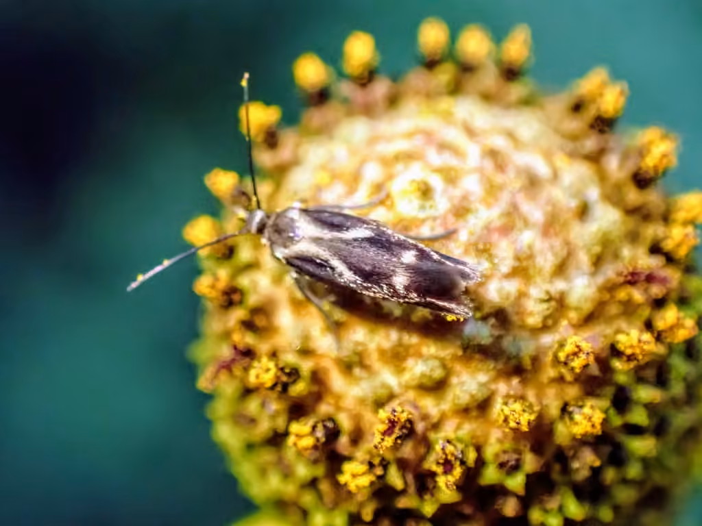 Landryia impositella, Adult