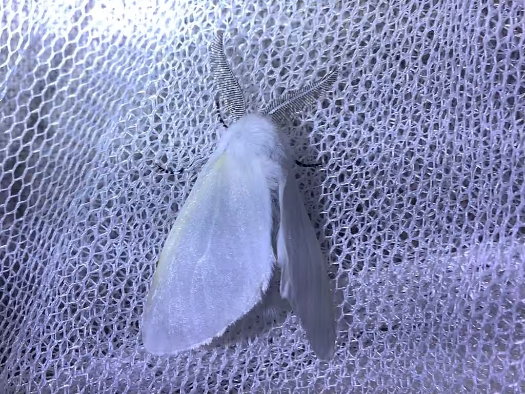 Bombyx du Saule, Mâle