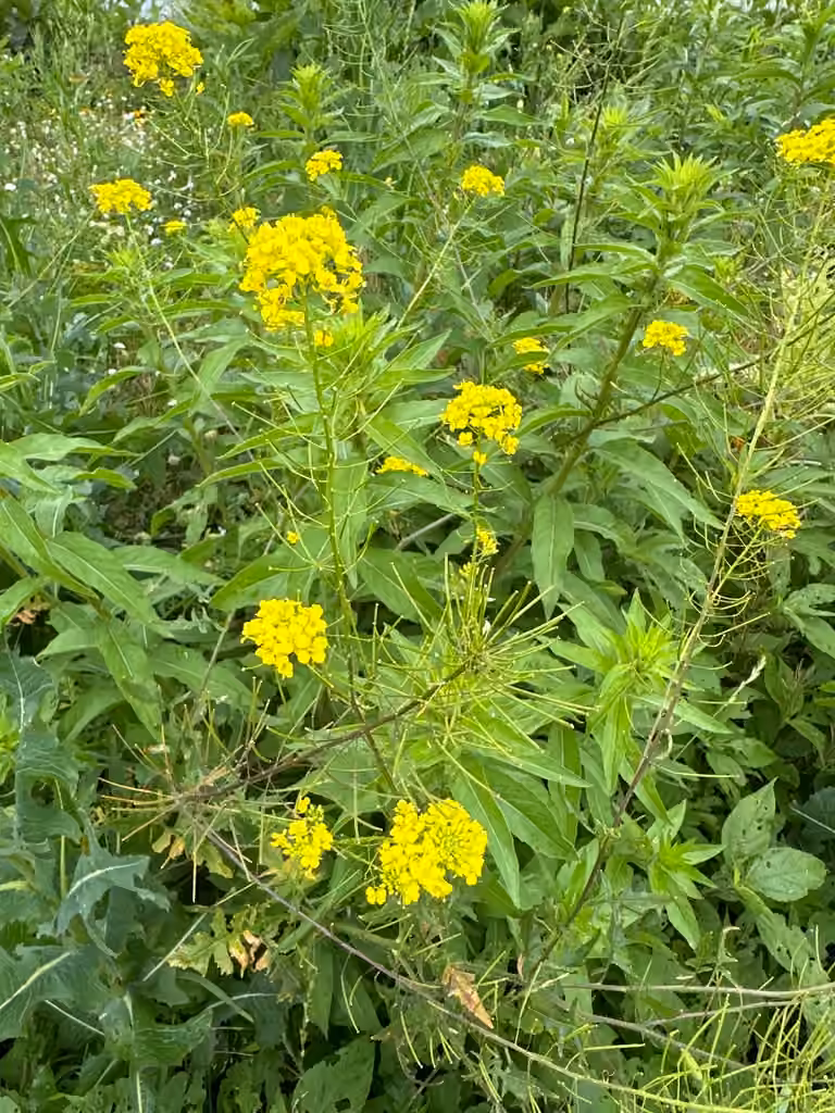 Small tumbleweed mustard, In fruit