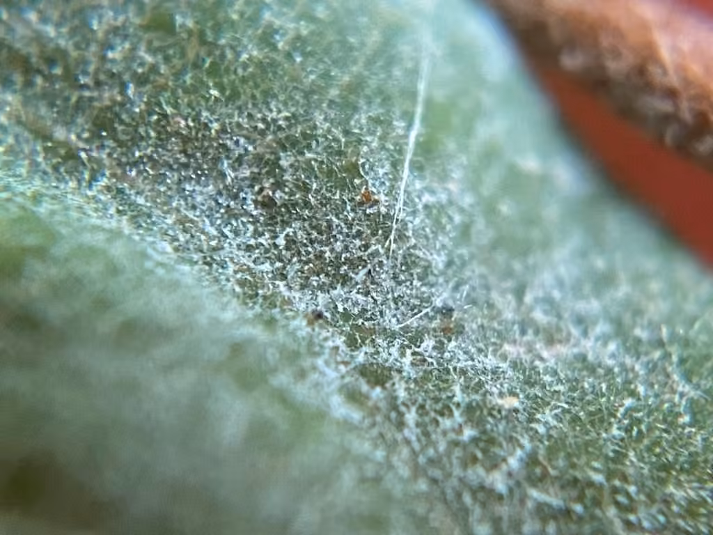 Oïdium de la symphorine, photo 3 sur 5