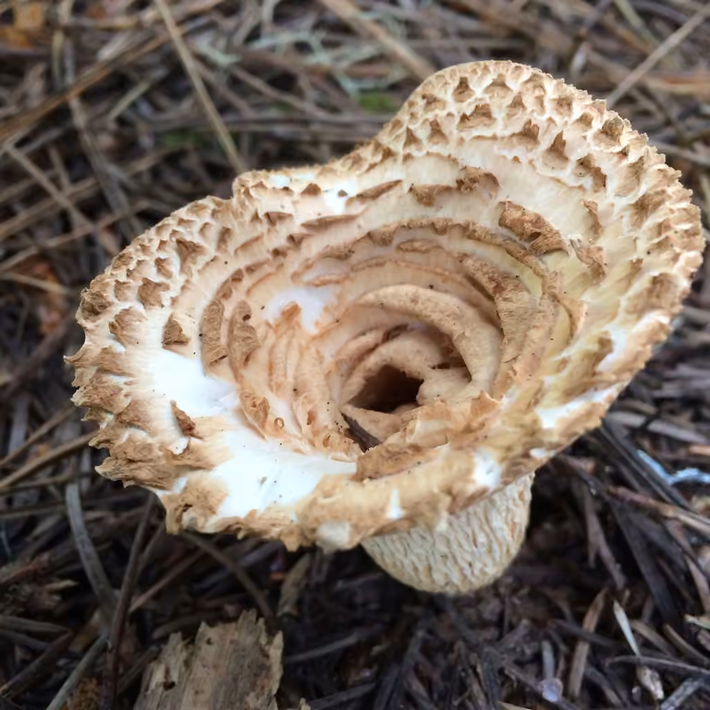 Chanterelle de Kauffman, photo 1 of 5