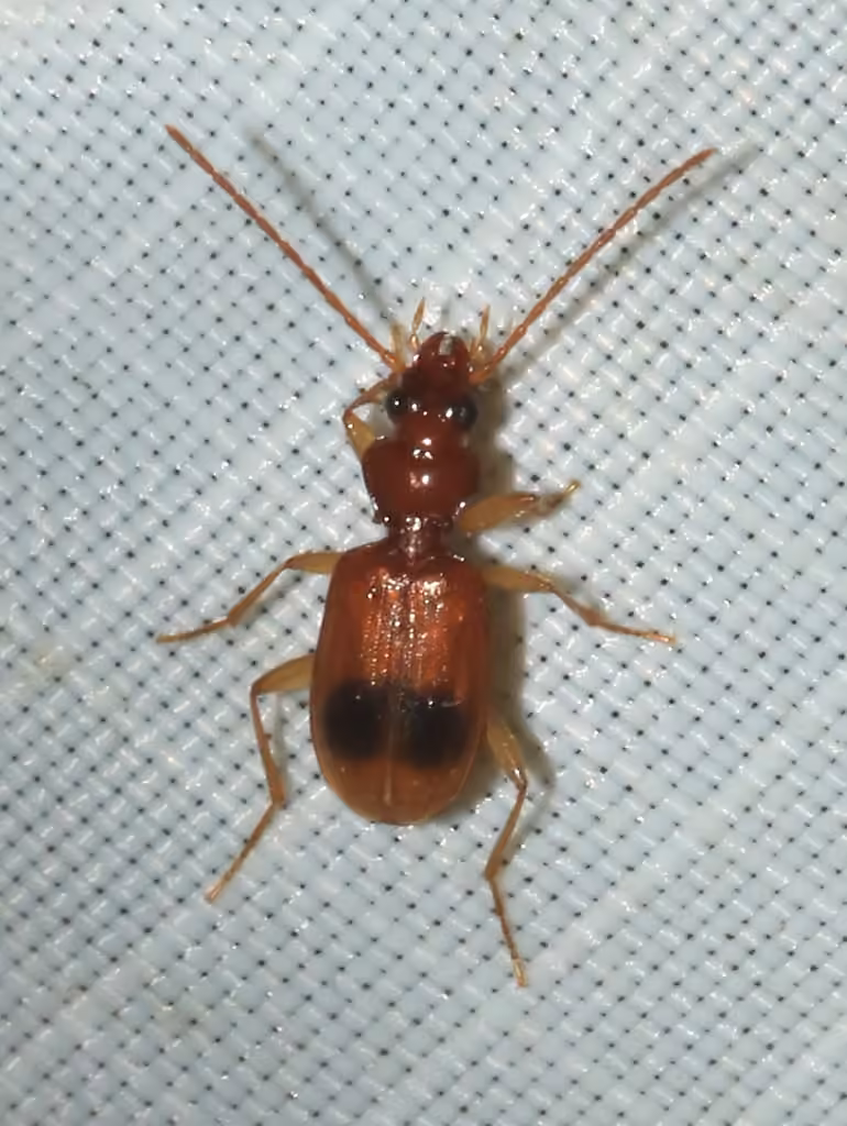 Discus Riverbank Ground Beetle, photo 1 of 5