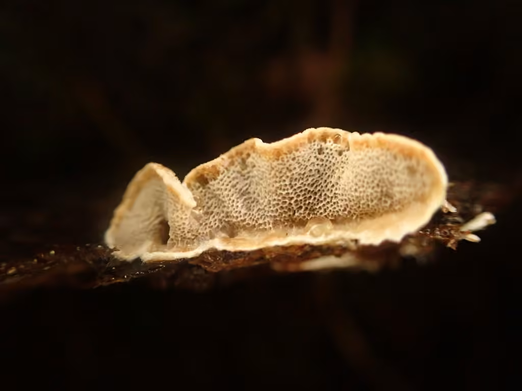 Skeletocutis carneogrisea, photo 3 sur 5