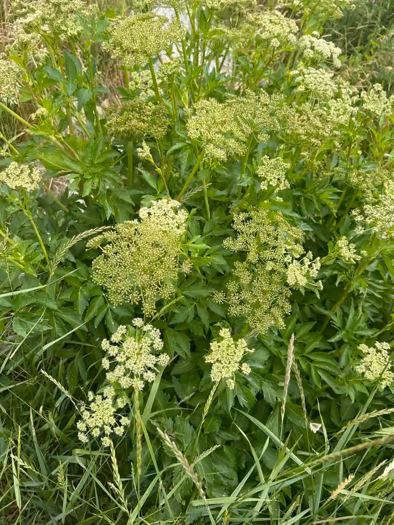 Seacoast angelica, In fruit