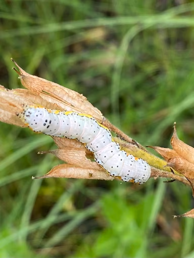 Bordered Sallow, Chenille
