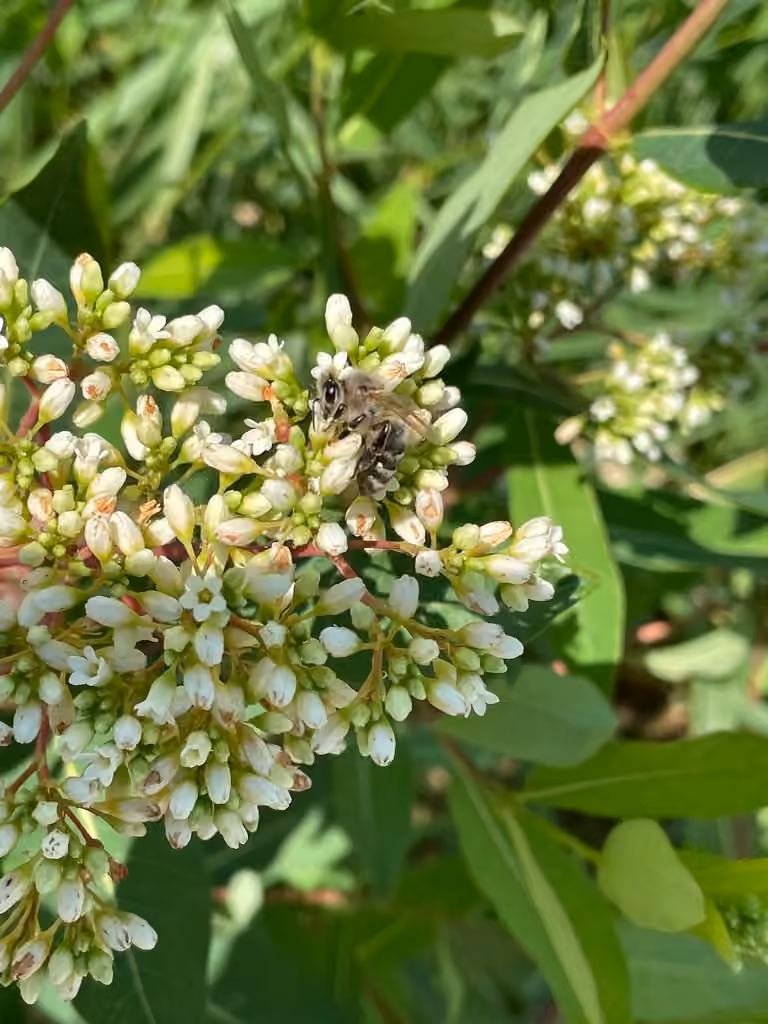 Abeille domestique, Pupe