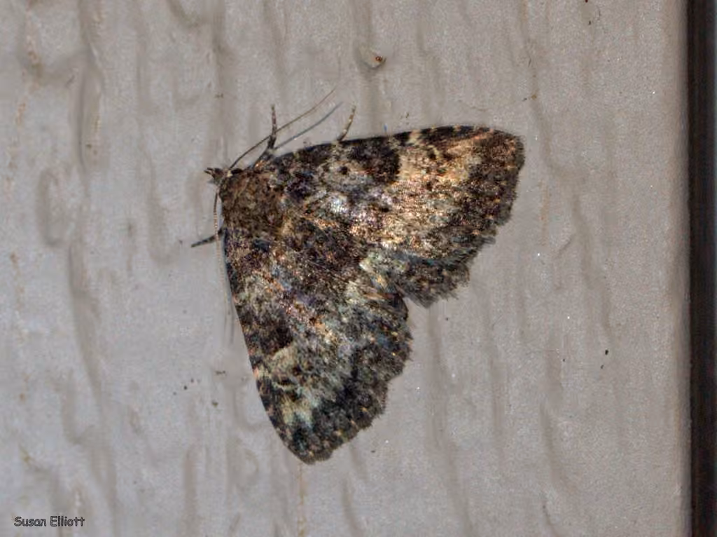 Common Fungus Moth, photo 3 sur 5