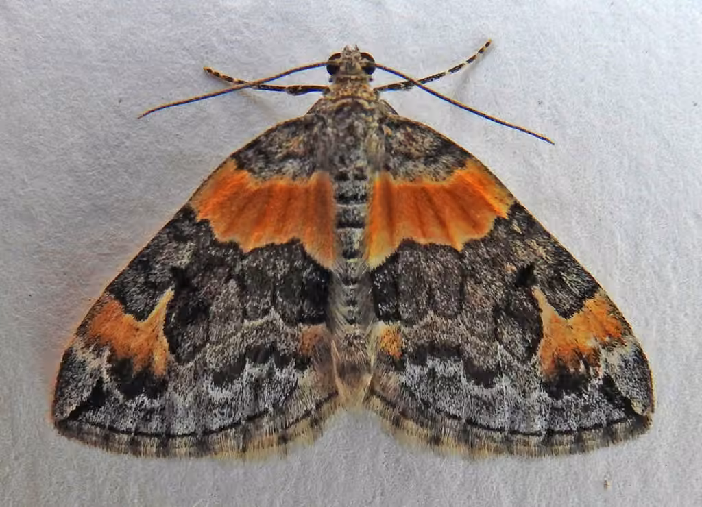 Orange-barred Carpet Moth