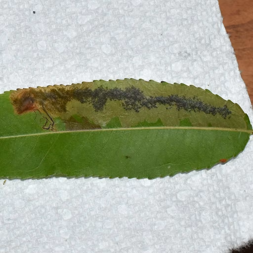 Cottonwood Leafminer, Caterpillar