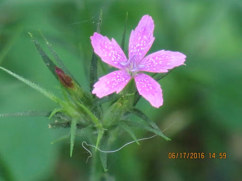 Deptford pink, In flower