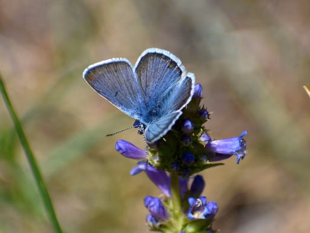 Bleu verdâtre, Mâle