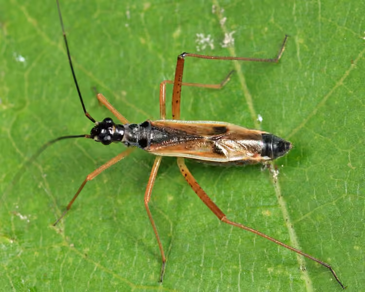 Collaria meilleurii, Femelle