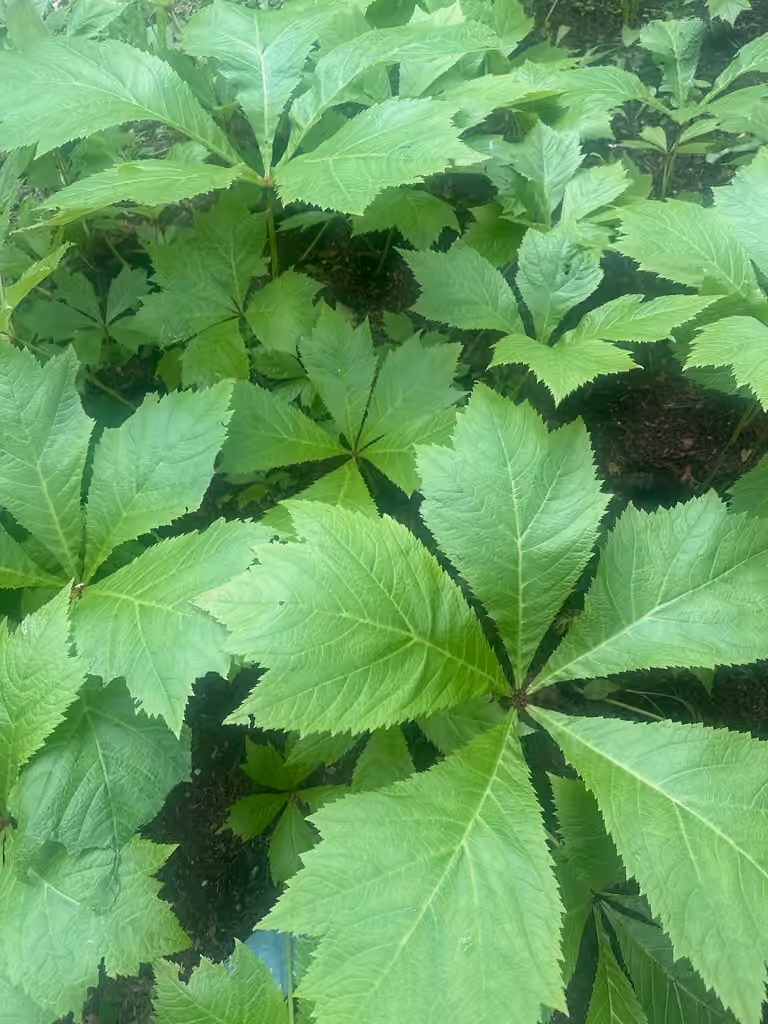 Japanese rodgersia, photo 3 sur 4