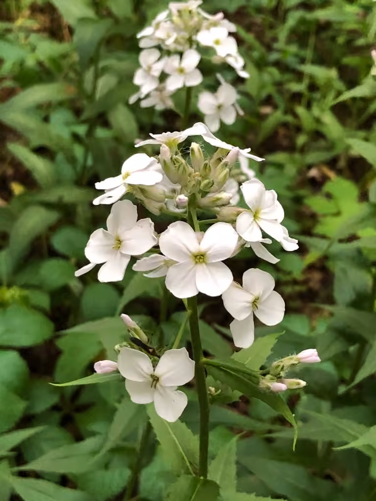 Julienne des dames, En fleurs
