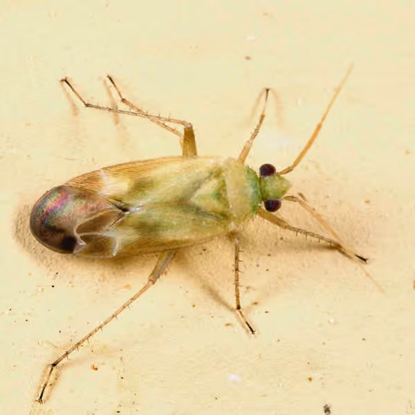 Plant bug, photo 3 sur 5