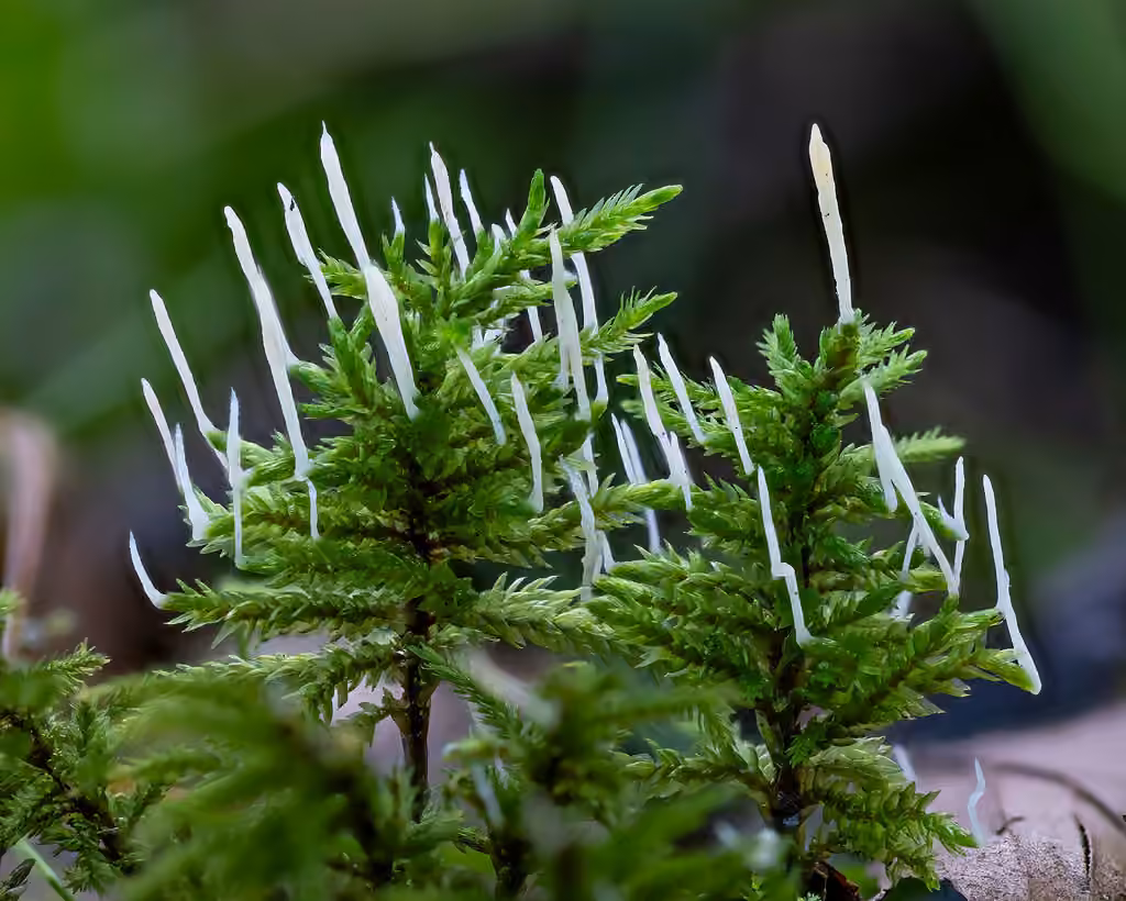 Moss Rust