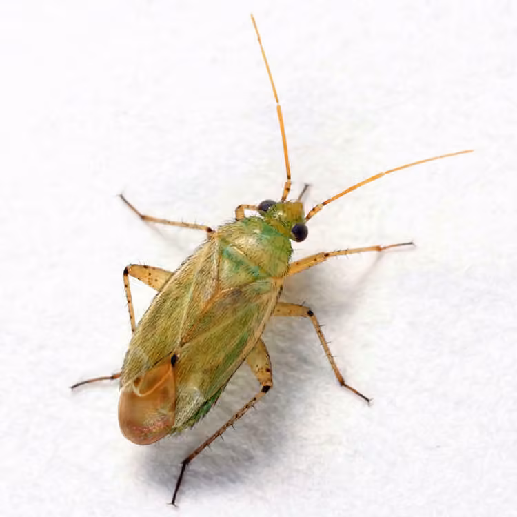 Trefoil Plant Bug, photo 2 of 5