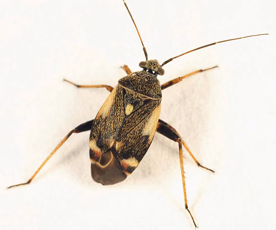 Plant bug, photo 3 of 5