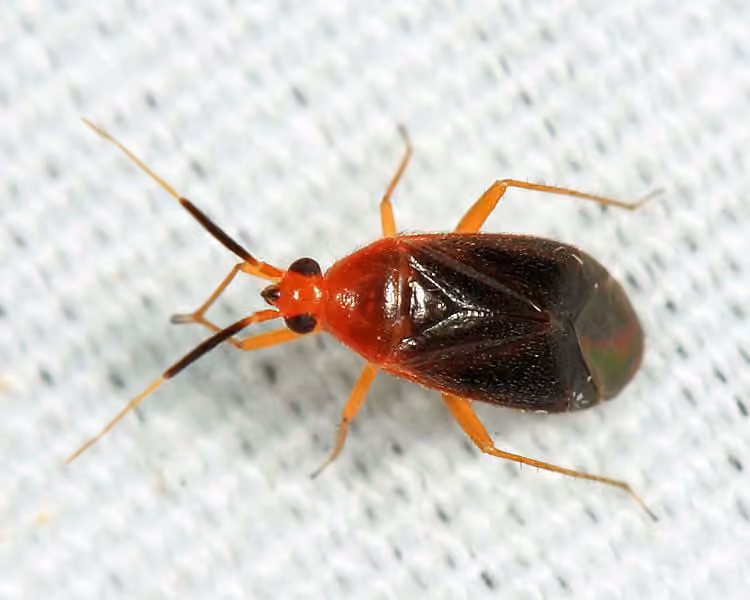 Rhinocapsus rubricans, photo 3 sur 5