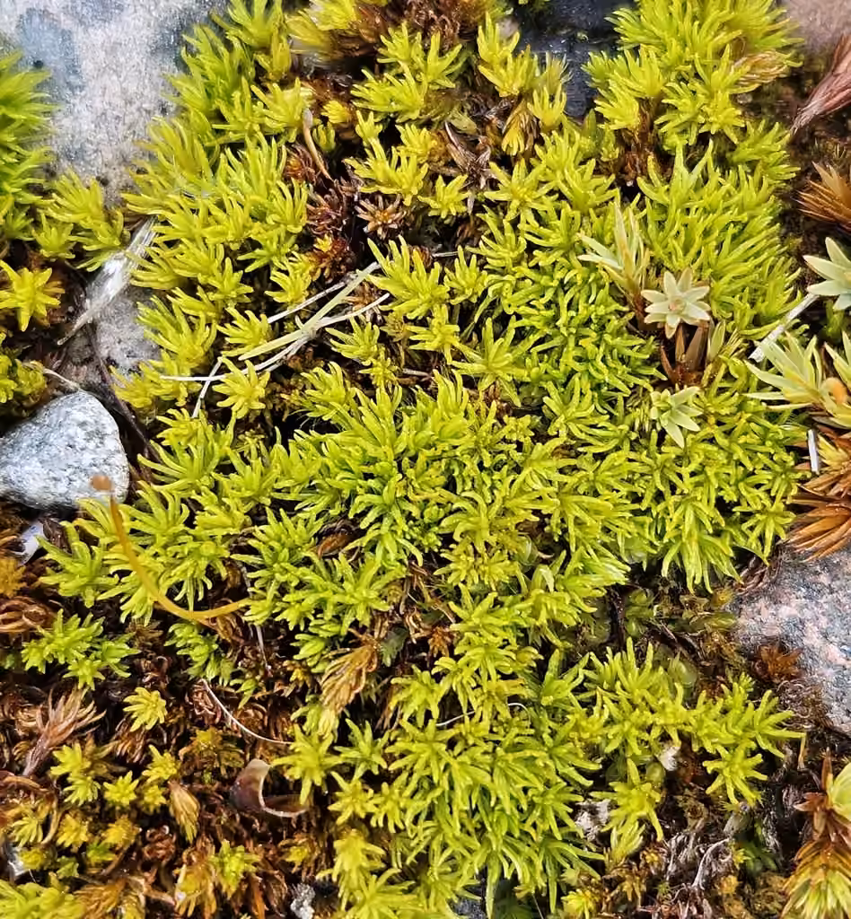 Hercynian Haircap, photo 1 of 5