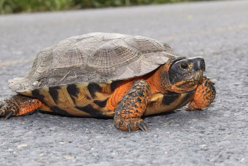 Tortue des bois, Mâle